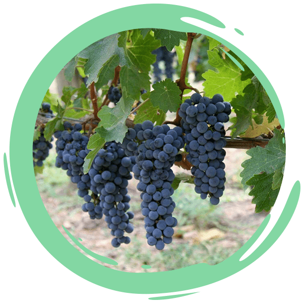 closeup of grapes on the vine at a vineyard