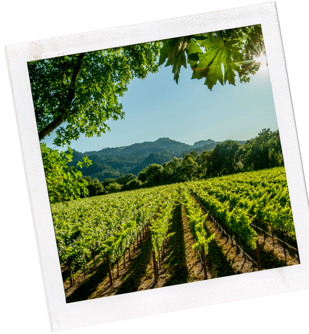 winey vineyards in napa valley