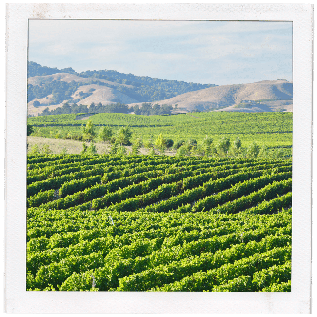 rolling hills and wine vineyards